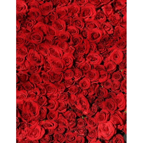 My Own Notebook (Paperback)