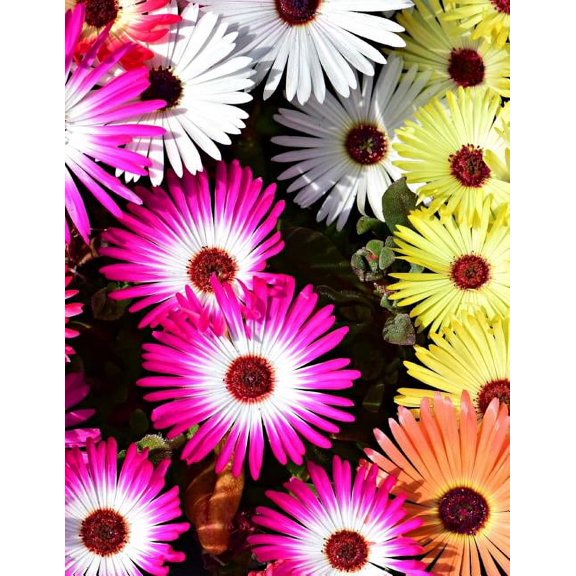 My Own Notebook (Paperback)