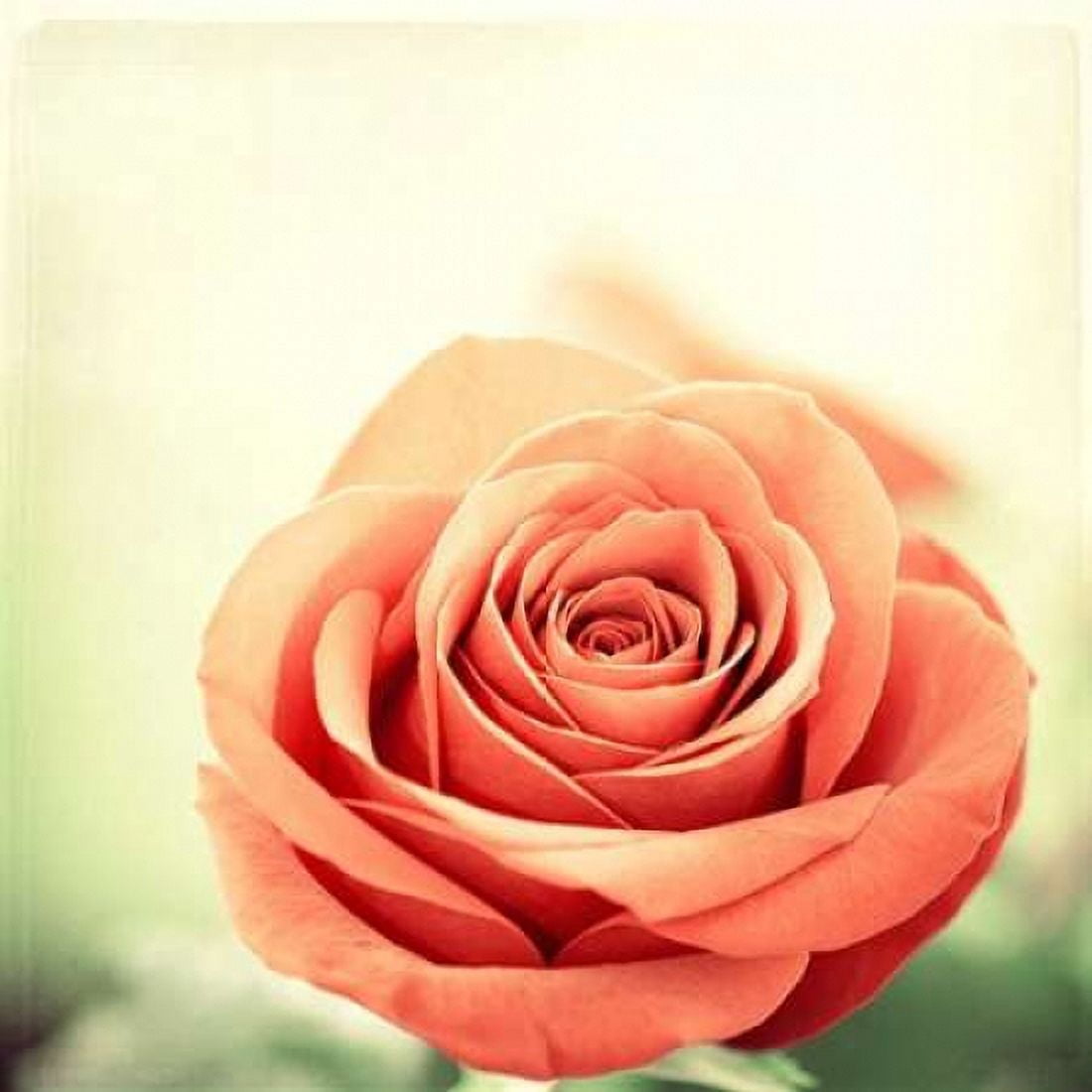 My Perfect Rose Canvas Art - Carolyn Cochrane (24 x 24)
