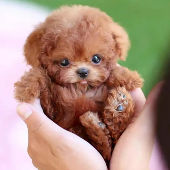 My Realistic Robot Puppy, My Puppy Milow Robot Dog, Toy Puppy Electronic Interactive Dog, Walking Barking Dog Toy, Acts Like a Real Puppy 2 PCS .