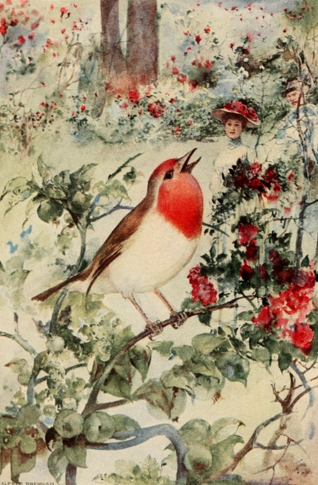 My Robin 1912 Robin Canvas Art - Alfred Brennan (24 x 36)