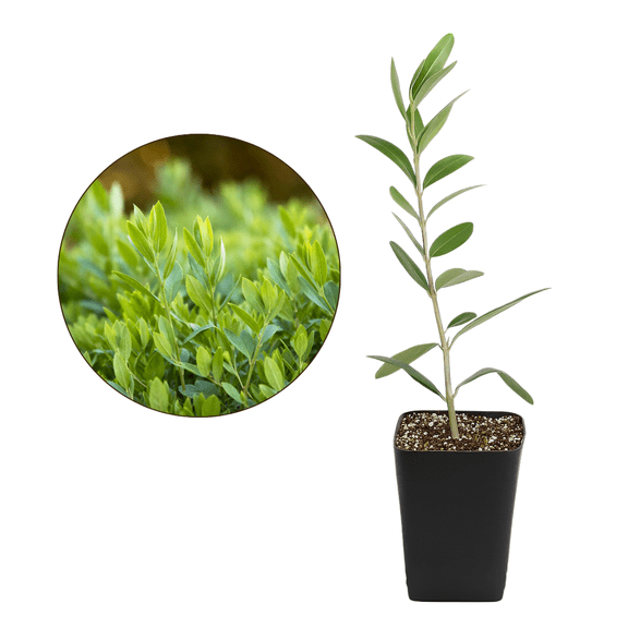 My Shelfie Dwarf Olive Tree Starter Plant Bonsai, 2 Inch Pot, Indoor Outdoor Plant Fruitless, Gift Party Favor