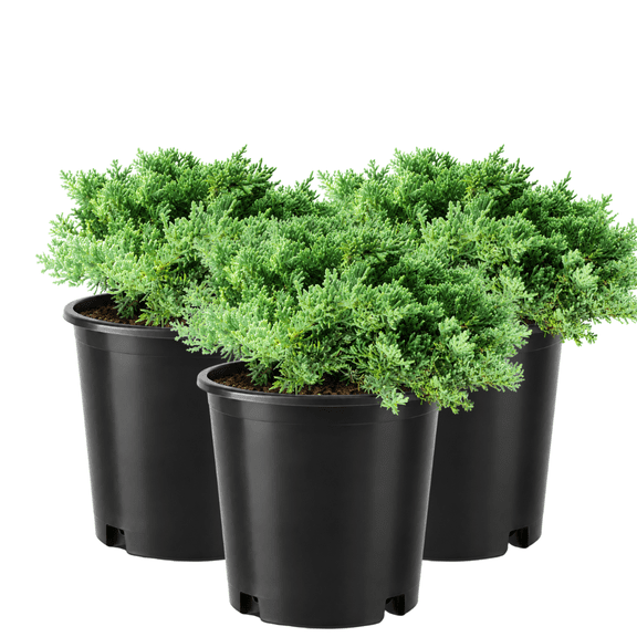 My Shelfie  Green Mound Juniper (Juniperus procumbens Nana), 1-Gallon Live Outdoor Bonsai Plant for Rock Gardens and Landscape, 3-Pack