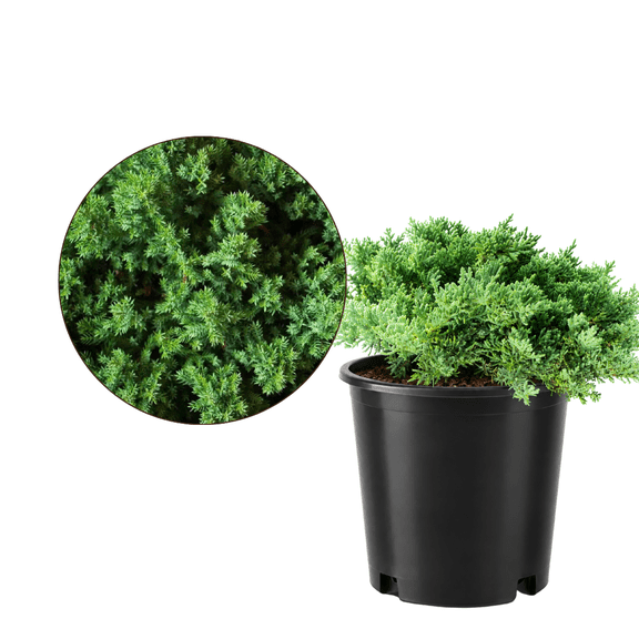 My Shelfie Green Mound Juniper (Juniperus procumbens Nana), 1-Gallon Live Outdoor Bonsai Plant for Rock Gardens and Landscape