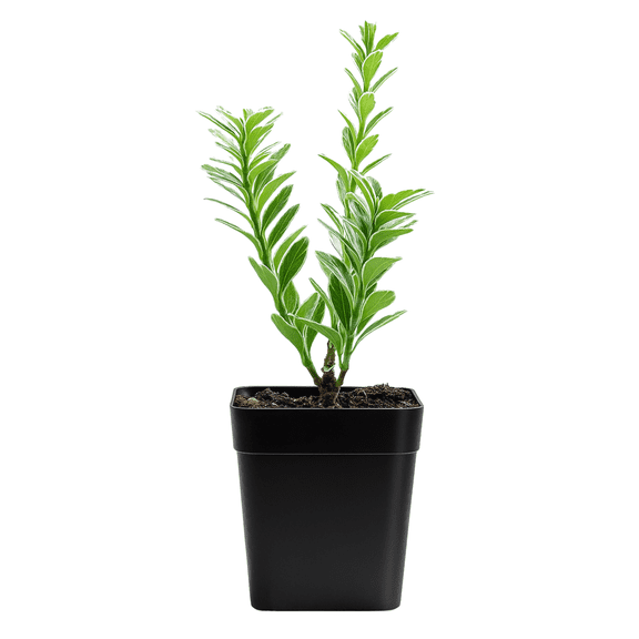 My Shelfie - Variegated Boxwood Bonsai Starter Plant, Live Buxus Evergreen Shrub, Container Patio Accent Garden Plant 2 Inch Pot