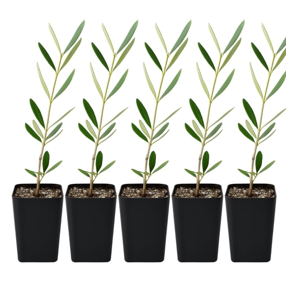 My Shelfie Wilson Olive Tree Sapling (Olea europaea), 2-Inch Pot, Drought-Tolerant Low Maintenance Evergreen Tree for Outdoor Gardens, 3-Pack