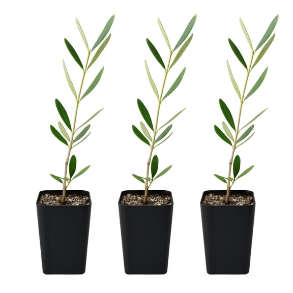 My Shelfie Wilson Olive Tree Sapling (Olea europaea), 2-Inch Pot, Drought-Tolerant Low Maintenance Evergreen Tree for Outdoor Gardens, 3-Pack