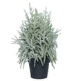 thumbnail image 1 of My Texas House Snow-Flocked Evergreen Christmas Arrangement in Pot, Green/White/Black, 24", 1 of 5