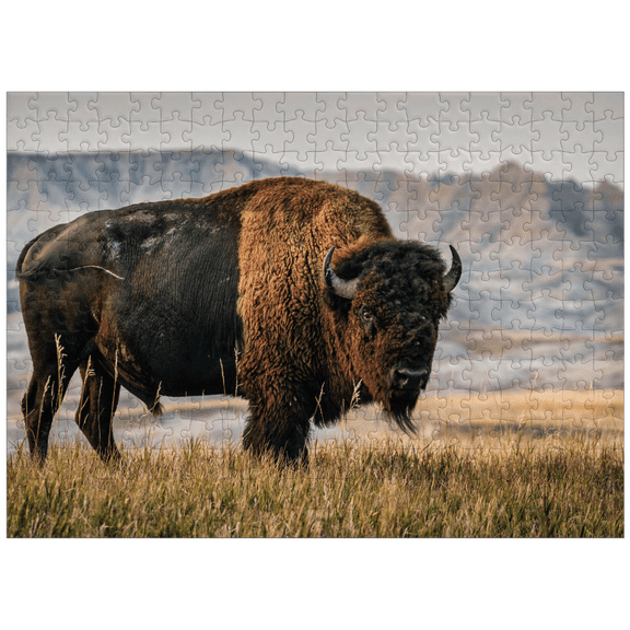 MyPuzzle - American Bison In South Dakota - Premium 300 Piece Jigsaw Puzzle for Adults