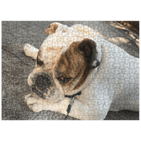 MyPuzzle - Animal Photography: Buddy The Bulldog Thinking - Premium 500 Piece Jigsaw Puzzle for Adults