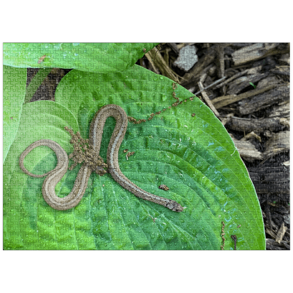 MyPuzzle - Animal Photography: Snake On A Hosta Leaf - Premium 1000 Piece Jigsaw Puzzle for Adults