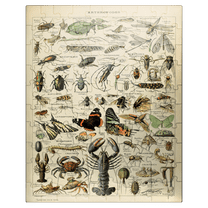 MyPuzzle - Arthropoda For All, Vintage Art Poster, Adolphe Millot - Premium 100 Piece Jigsaw Puzzle for Adults