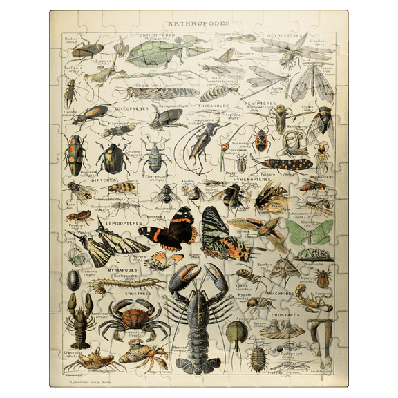 MyPuzzle - Arthropoda For All, Vintage Art Poster, Adolphe Millot - Premium 100 Piece Jigsaw Puzzle for Adults