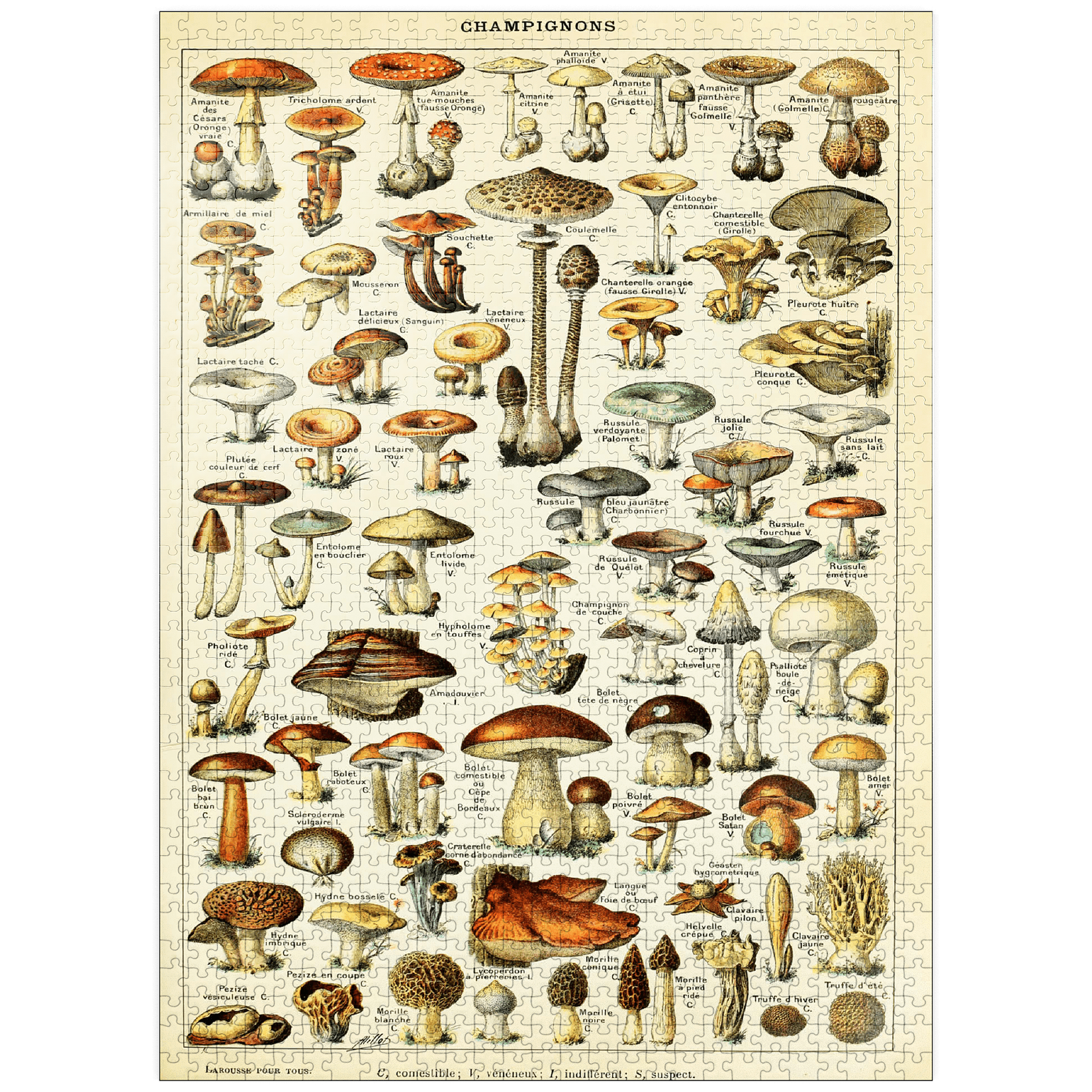 Vintage Art Poster Mushroom Illustration 1000-Piece Jigsaw Puzzle