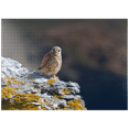 thumbnail image 1 of MyPuzzle - Common Kestrel - Premium 1000 Piece Jigsaw Puzzle for Adults, 1 of 6