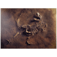 thumbnail image 1 of MyPuzzle - Dinosaur Fossil From Archaeologists - Premium 1000 Piece Jigsaw Puzzle for Adults, 1 of 6