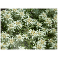 thumbnail image 1 of MyPuzzle - Edelweiss (Leontopodium) - Premium 500 Piece Jigsaw Puzzle for Adults, 1 of 6