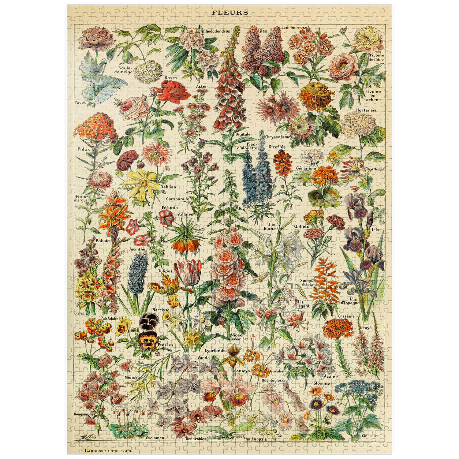 MyPuzzle - Fleurs - Flowers For All, Vintage Art Poster, Adolphe Millot - Premium 1000 Piece Jigsaw Puzzle for Adults