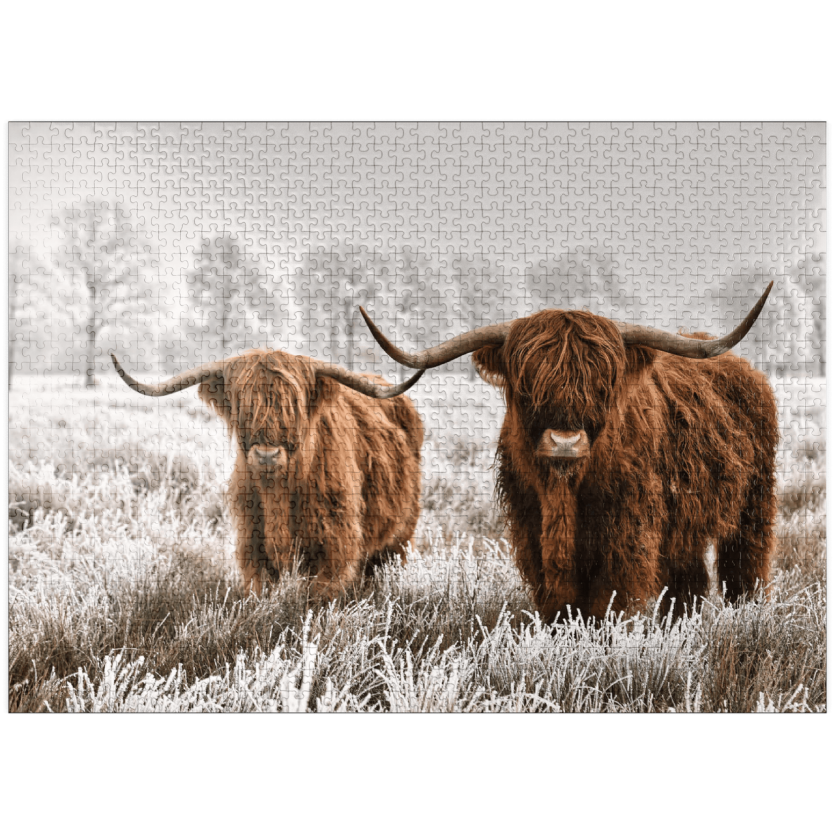 MyPuzzle 1000 Piece Jigsaw Puzzle - Highland Cows Scotland Coast, Premium Quality, Made In USA 3 thumbnail image
