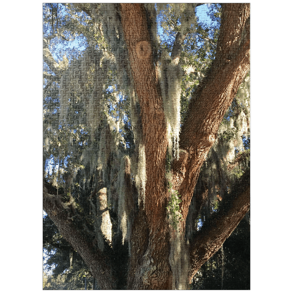 MyPuzzle - Nature Photography: Southern Trees, Spanish Moss - Premium 1000 Piece Jigsaw Puzzle for Adults