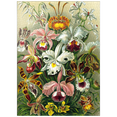 thumbnail image 1 of MyPuzzle - Orchid - Nature Art Forms, Vintage Art Poster, Ernst Haeckel - Premium 1000 Piece Jigsaw Puzzle for Adults, 1 of 6