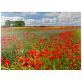 thumbnail image 1 of MyPuzzle - Poppy Field Near Schwerin - Premium 1000 Piece Jigsaw Puzzle for Adults, 1 of 5