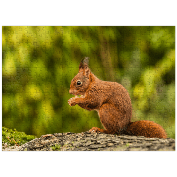 MyPuzzle - Red Squirrel Eating A Nut In The Forest - Premium 300 Piece Jigsaw Puzzle for Adults
