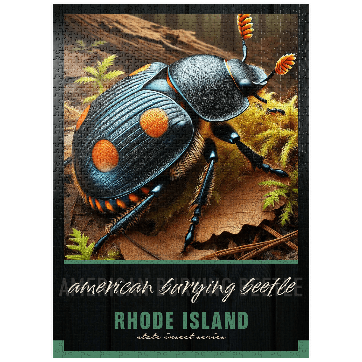 Ri State Insect MyPuzzle - Rhode Island, American Burying Beetle: State Insects Series ...