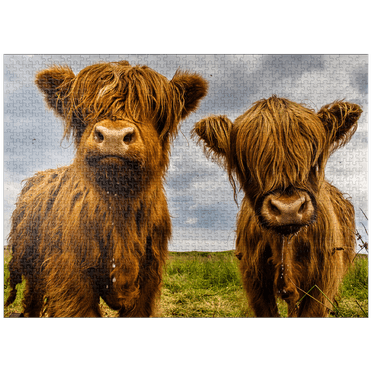 MyPuzzle - Two Highland Cows - Premium 1000 Piece Jigsaw Puzzle for Adults