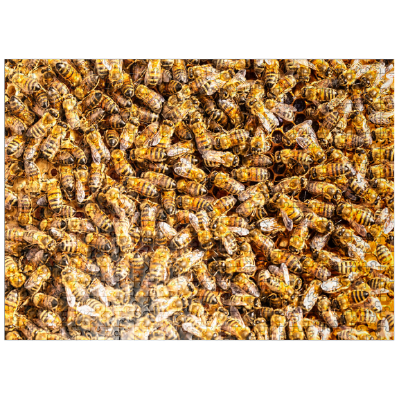 MyPuzzle - Worker Honey Bees On A Frame From A Hive - Premium 500 Piece Jigsaw Puzzle for Adults
