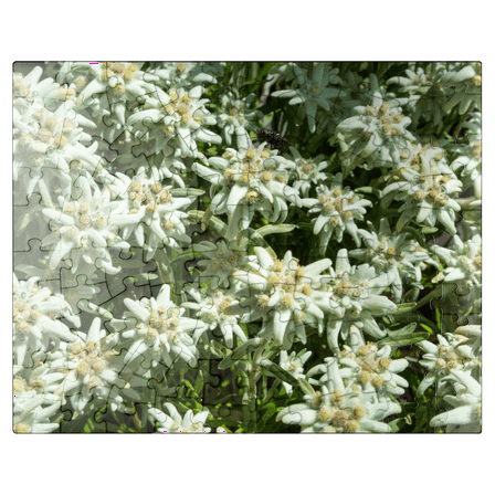MyPuzzle - Edelweiss (Leontopodium) - Premium 100 Piece Jigsaw Puzzle for Adults