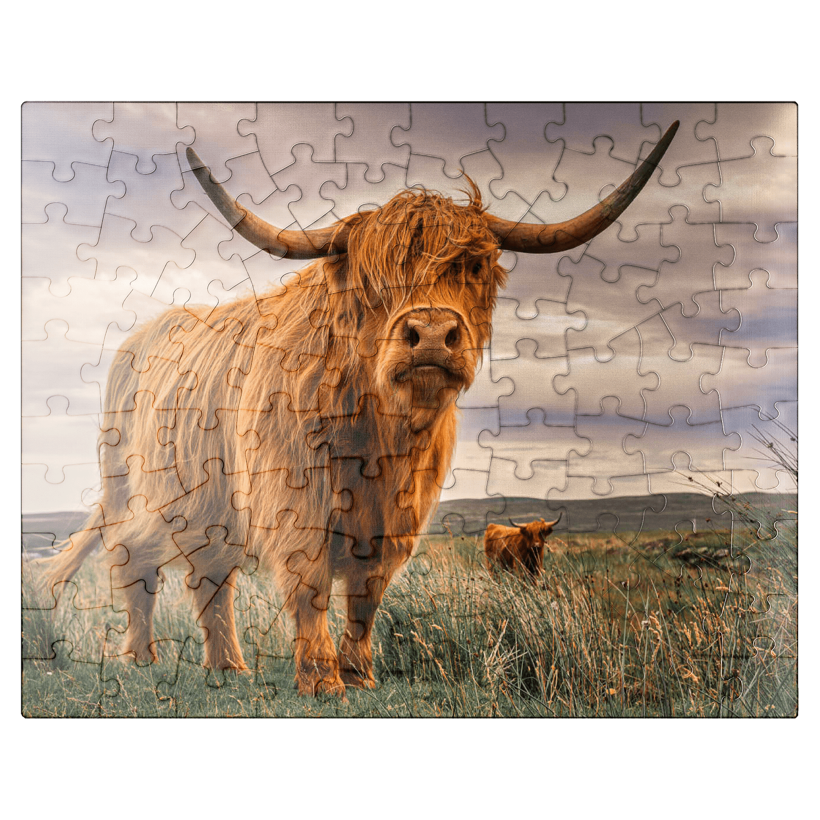 MyPuzzle 1000 Piece Jigsaw Puzzle - Highland Cows Scotland Coast, Premium Quality, Made In USA 2 thumbnail image