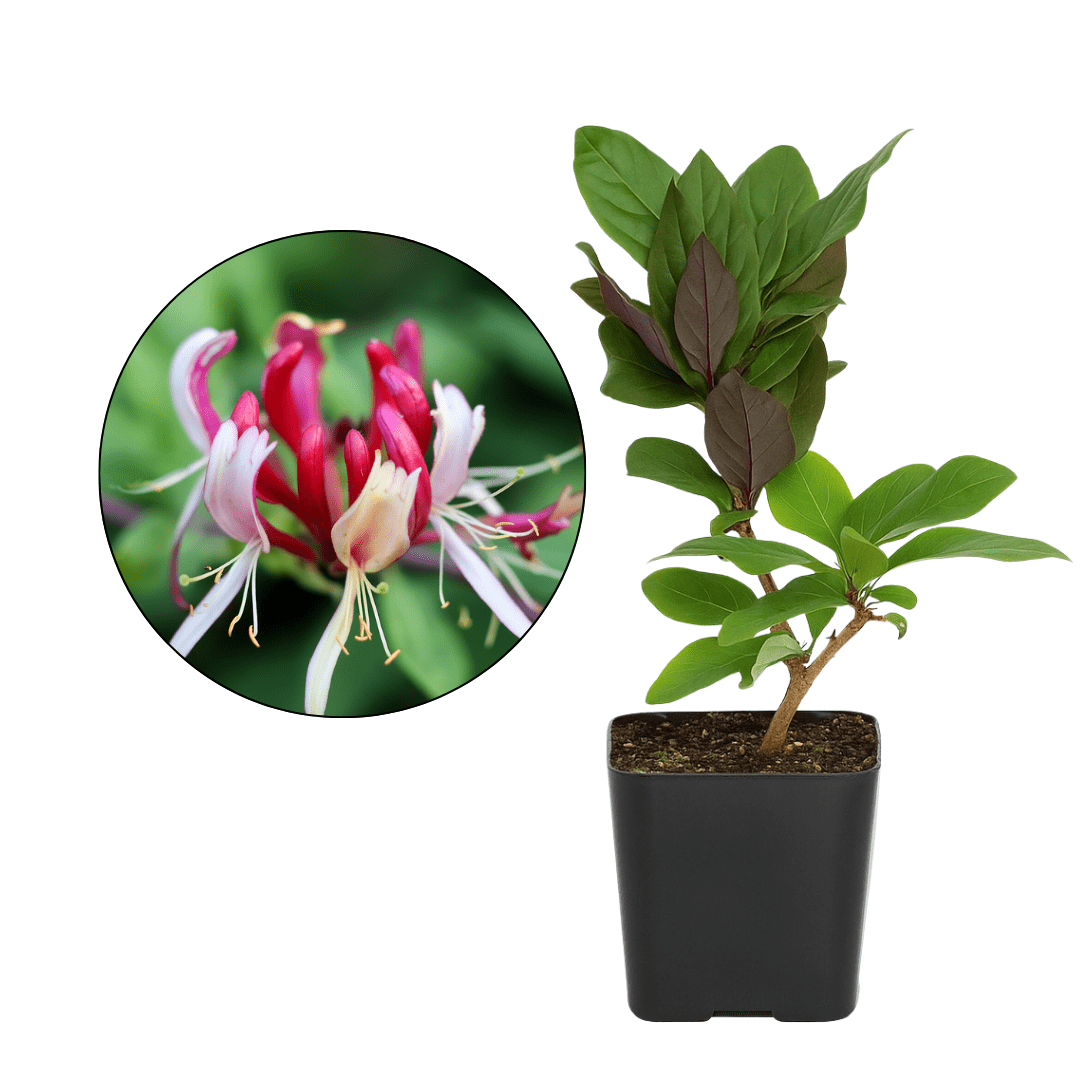 air filtering plants Buy 5 Best Air Purifying Plants Combo - Dieffenbachia, Petra Croton, Ficus  Lyrata , Aglaonema, Green Compactor Online