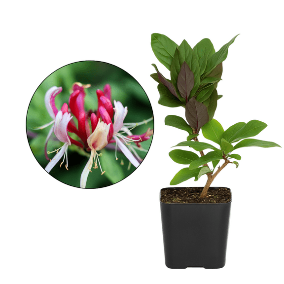 MyShelfie - Purple Honeysuckle Vine Plant (Lonicera Japonica Purpurea) Live Starter Plant with Purple Leaves, 2-Inch Pot, Hardy Climbing Vine for Trellis, Fence, or Garden Dcor