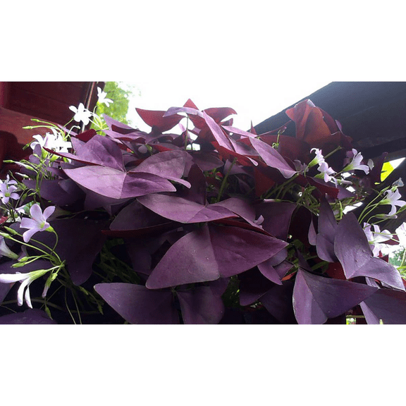 Myke Purple Leaf Shamrock - Oxalis triangularis 'Mijke' - 10 Bulbs