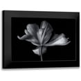 thumbnail image 1 of Myles, Penny 18x13 Black Modern Framed Museum Art Print Titled - Tulipa Exotic Emperor, 1 of 5