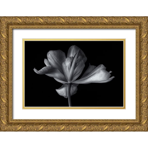 Myles, Penny 24x17 Gold Ornate Wood Framed with Double Matting Museum Art Print Titled - Tulipa Exotic Emperor