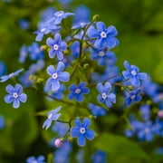 Myosotis Flower Garden Seeds - Sylvatica Forget Me Not - 500 Mg Packet - Perennial Flower Gardening Seeds - Myosotis sylvatica - Forget Me Not