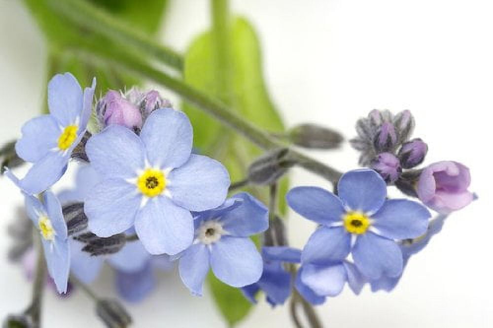 Myosotis (Forget Me Not) Blue Nice Garden Flower by Seed Kingdom Bulk 1/4 Lb Seeds