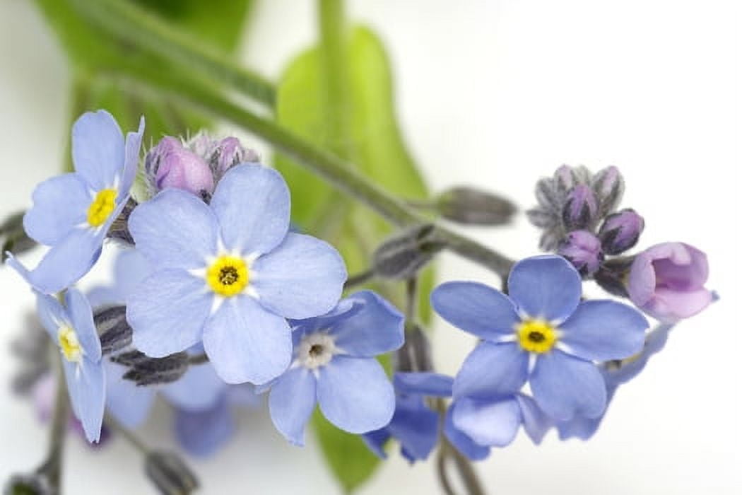 Myosotis (Forget Me Not) Blue Nice Garden Flower by Seed Kingdom Bulk 1 Lb Seeds