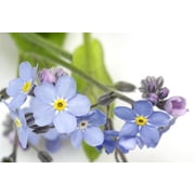 Myosotis Forget Me Not Blue Nice Garden Flower by Seed Kingdom Bulk 20,000 Seeds