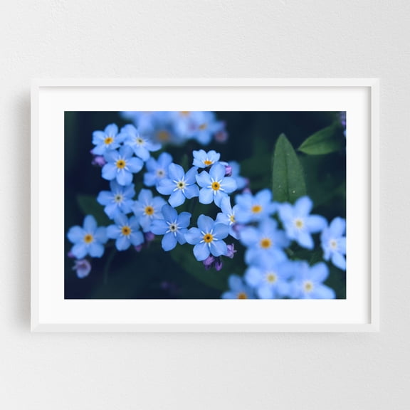 Myosotis. Forget me not blue flowers. - Photography Flowers Floral Botanical Nature Garden Summer Pastel White Framed Wall Art Print 16 x 24 inches