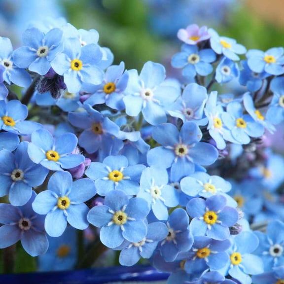 Myosotis Sylvatica Seeds - Forget Me Not Ground Cover Seed - 1/8 LB