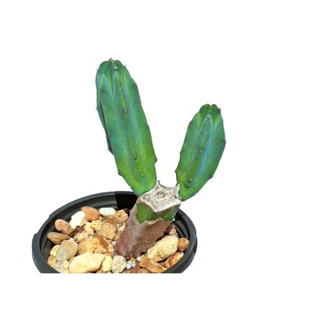 Myrtillocactus geometrizans, pupped stump