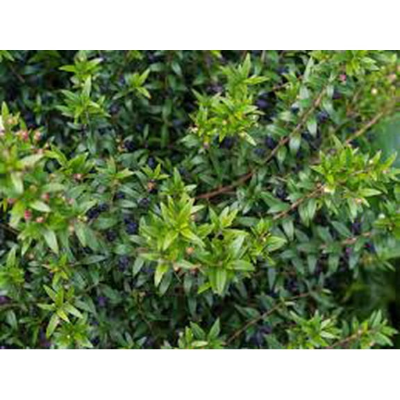 Myrtle Topiary Plant - Fragrant Evergreen for Indoor & Outdoor Gardens, Up to 6 Feet, Pollinator Attractant, Easy Care, Deer Resistant  7" Pot