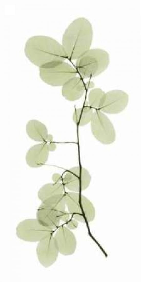 Myrtle Tree Canvas Art - ACEE (10 x 20)