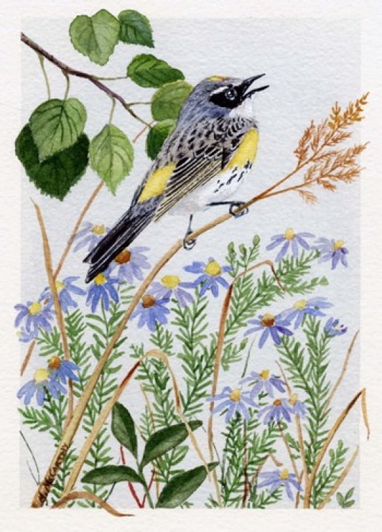 Myrtle Warbler and Asters Canvas Art - Maureen Mccarthy (12 x 17)