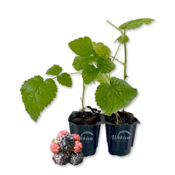 Mysore Raspberry Bush - 2 Live Starter Plants in Growers Liners - Rubus Niveus - Edible Fruit Tree for The Garden and Patio
