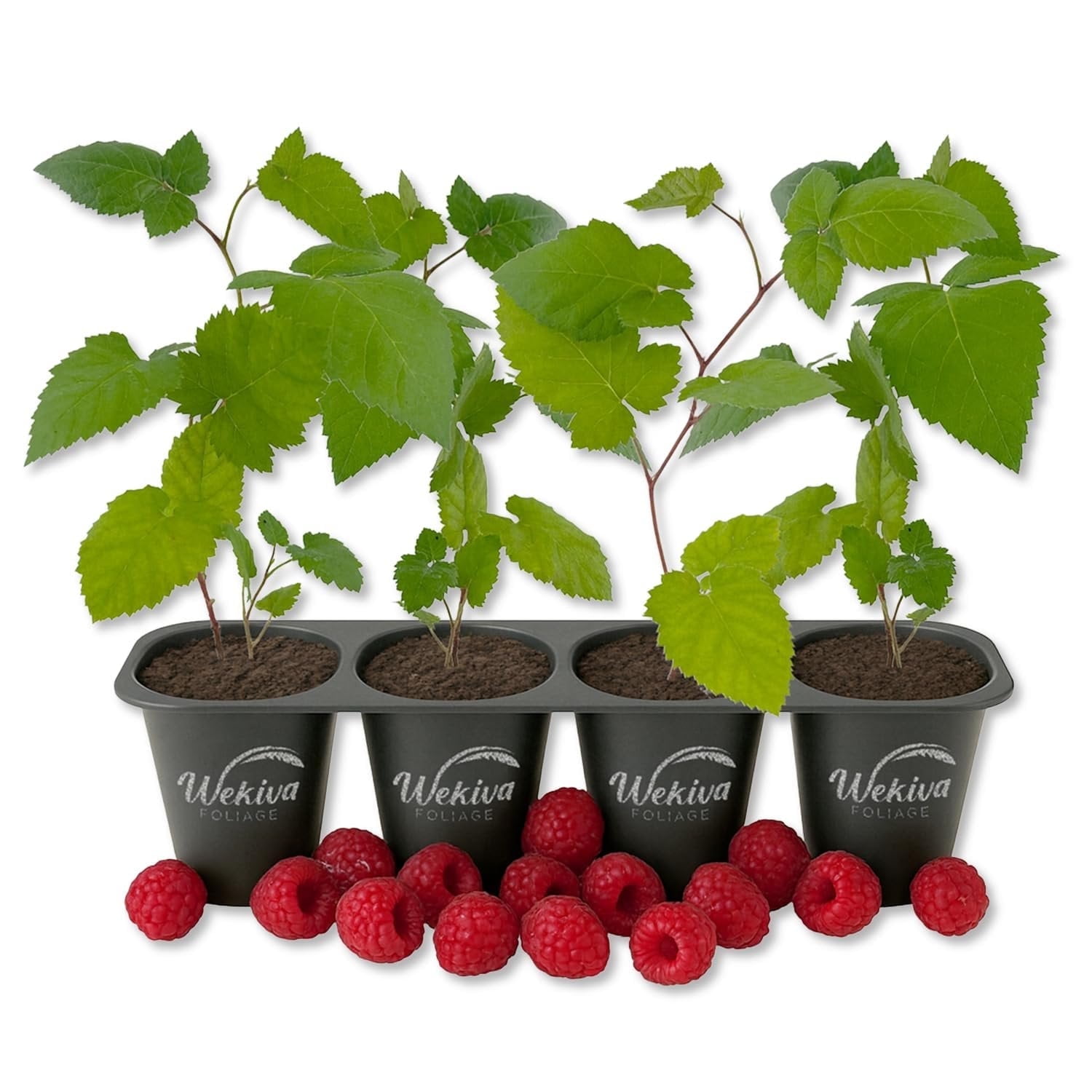 Mysore Raspberry Bush - 4 Live Starter Plants - Rubus - Edible Berry Bearing Bramble Shrub for Fruit Garden and Patio