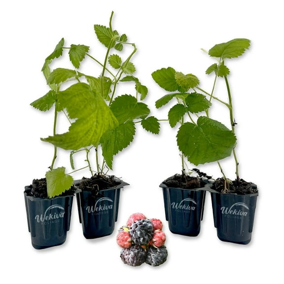 Mysore Raspberry Bush - 4 Live Starter Plants in Growers Liners - Rubus Niveus - Edible Fruit Tree for The Garden and Patio